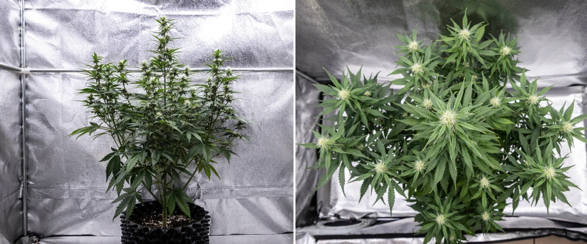 Cosmos F1 cannabisplante i uge 3 af blomstringen, med en dominerende central cola, godt fordelte sidegrene, sundt mørkegrønt løv og udviklende blomstersteder mellem spiringsdag 40 og 47.