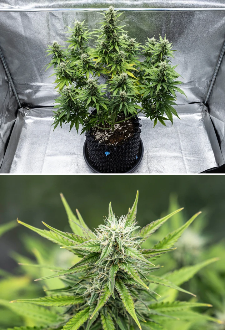 Cosmos F1 cannabisplante i uge 4 af blomstringen, med tætte harpiksrige buds, klæbrige bægerblade, modnende colas og lidt gulning af de nederste blade mellem spiringsdag 47 og 54.