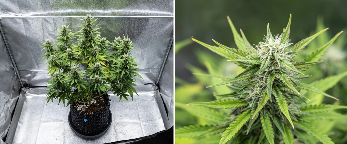 Cosmos F1 cannabisplante i uge 4 af blomstringen, med tætte harpiksrige buds, klæbrige bægerblade, modnende colas og lidt gulning af de nederste blade mellem spiringsdag 47 og 54.