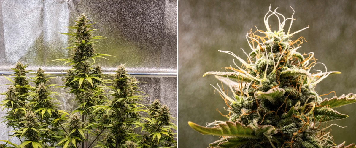 Cosmos F1 cannabisplante i uge 5 af blomstringen, med kompakte trikomrige buds, modnende colas, ravfarvede pistiller og gulnende blade, mens høsten nærmer sig mellem spiringsdag 54 og 61.