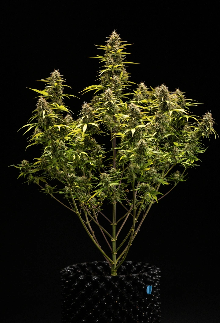 Cosmos F1 cannabisplante i uge 6 af blomstring og høst, med modne trikomdækkede colas, opsvulmede bægerblade, gulnende blade og harpiksrige buds klar til høst på spiringsdag 68.