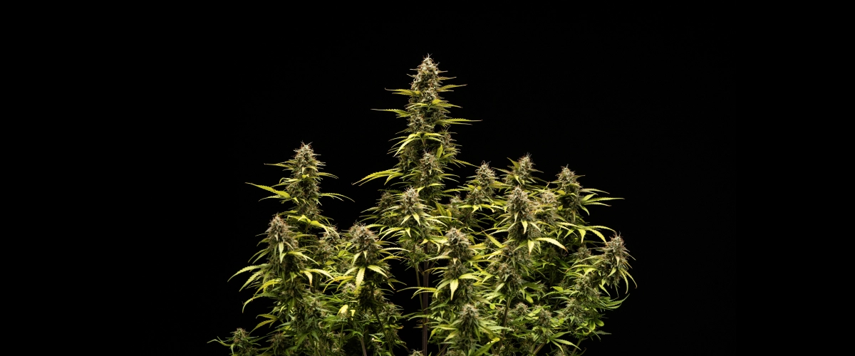 Cosmos F1 cannabisplante i uge 6 af blomstring og høst, med modne trikomdækkede colas, opsvulmede bægerblade, gulnende blade og harpiksrige buds klar til høst på spiringsdag 68.