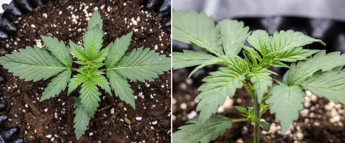 Cosmos F1 cannabisplante i uge 1 af den vegetative fase, med kompakt opret vækst, jævn bladafstand og sundt tidligt løv mellem spiringsdag 5 og 12.