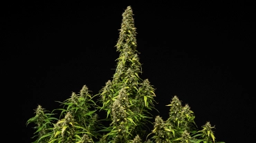 Moden Wedding Cake Auto cannabisplante mod en sort baggrund, med tætte harpiksholdige buds, falmende blade og en høj central cola i den sidste blomstringsfase.