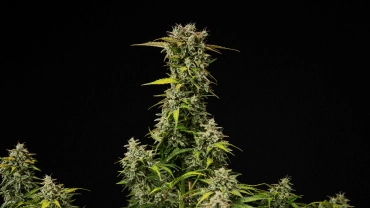 Moden Royal Creamatic cannabisplante med tætte harpiksrige buds, frostklare trikomer og en høj hovedcola mod sort baggrund.