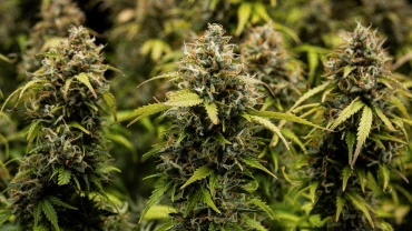 Granddaddy Purple Auto cannabisbuds i nærbillede, med tætte trikomdækkede colas, orange pistiller, modne grønne blomster og frostet harpiks før høst.