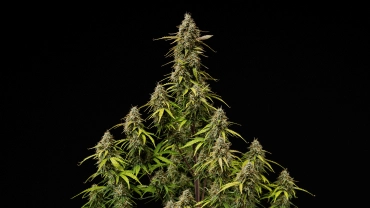 Atlas F1 grow report-cover: modne cannabis-colaer Modne Atlas F1 cannabis-colaer mod en sort baggrund, med harpiksholdige buds, orange pistiller, falmende blade og høstklar blomstringsvækst til grow report-coveret.