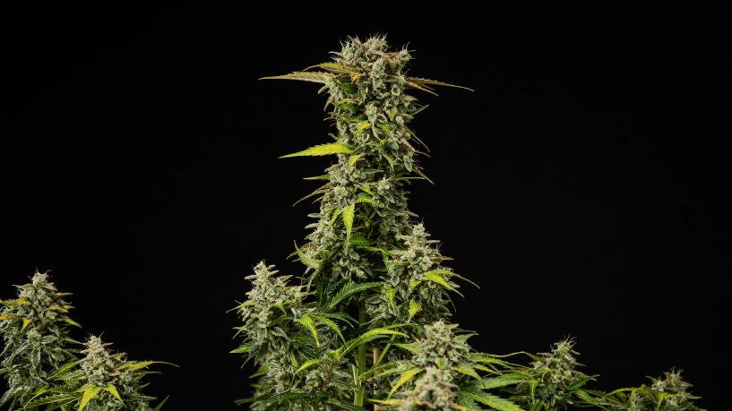 Moden Royal Creamatic cannabisplante med tætte harpiksrige buds, frostklare trikomer og en høj hovedcola mod sort baggrund.