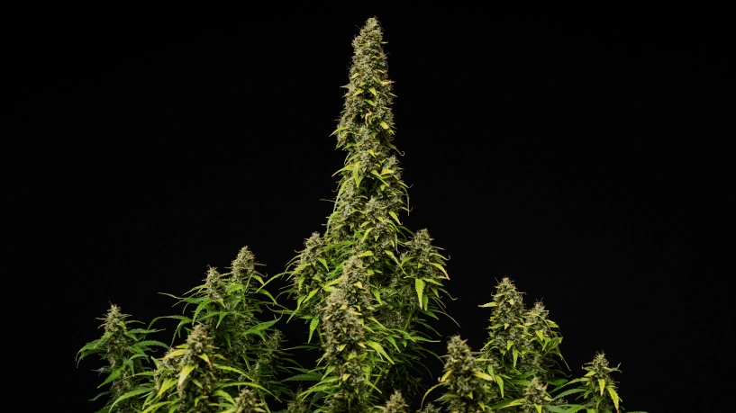 Moden Wedding Cake Auto cannabisplante mod en sort baggrund, med tætte harpiksholdige buds, falmende blade og en høj central cola i den sidste blomstringsfase.