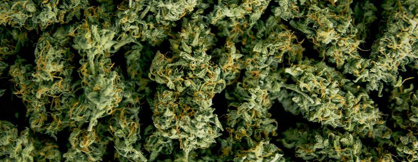 Høst din cannabis Høst din cannabis