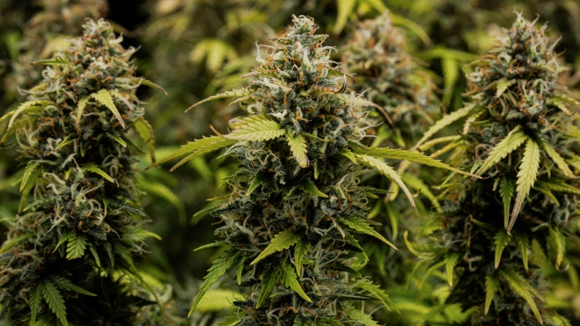 Granddaddy Purple Auto cannabisbuds i nærbillede, med tætte trikomdækkede colas, orange pistiller, modne grønne blomster og frostet harpiks før høst.