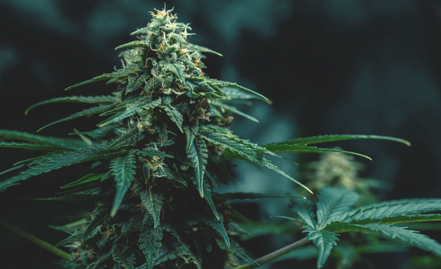Thai-cannabisgenetik: historie og oprindelse Thai-cannabisgenetik: historie og oprindelse