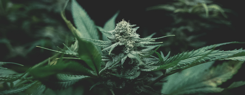 Cannabisdyrkning: Lær det grundlæggende