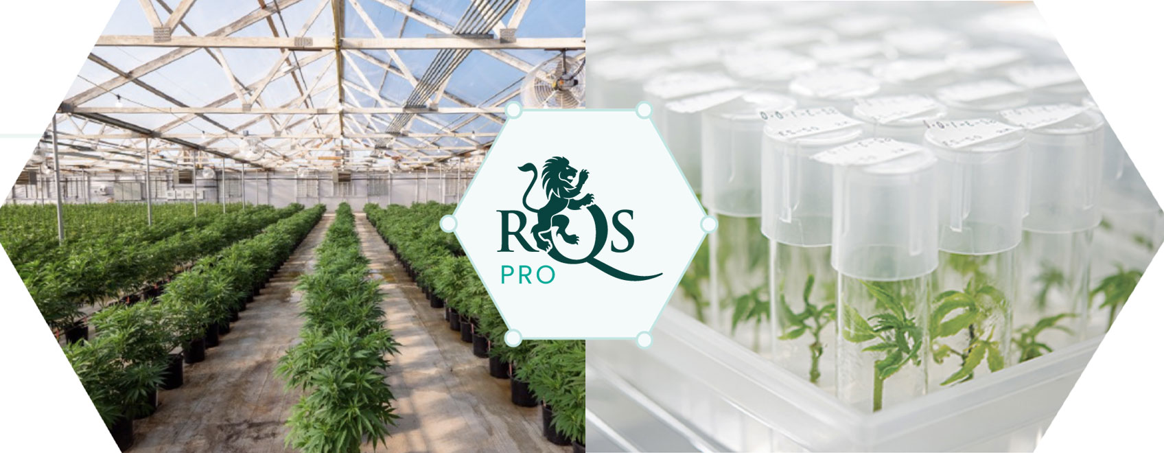 RQS Pro: Førende cannabisinnovation og -udvikling