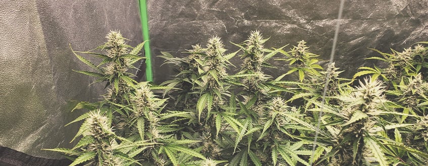 Hvad er automatisk blomstrende cannabisfrø? Hvad er automatisk blomstrende cannabisfrø?