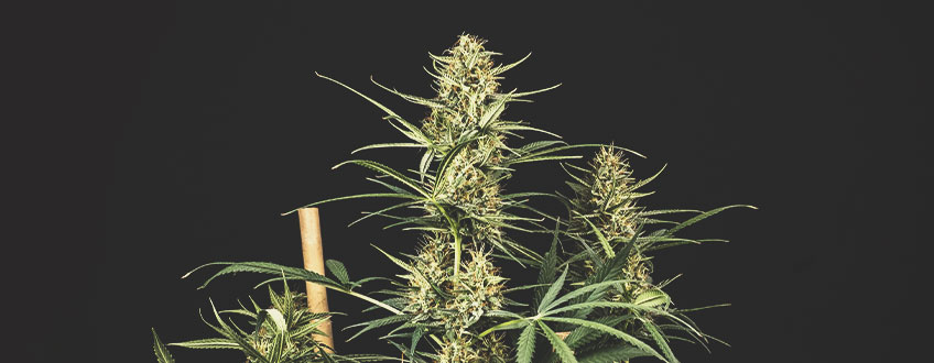 De bedste cannabisfrø på tilbud fra Royal Queen Seeds