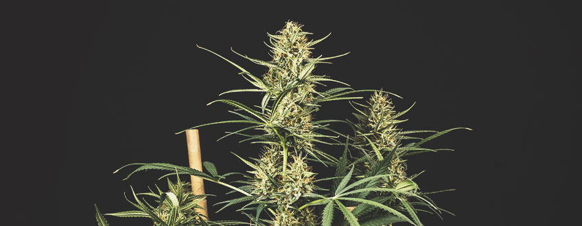 De bedste cannabisfrø på tilbud fra Royal Queen Seeds De bedste cannabisfrø på tilbud fra Royal Queen Seeds