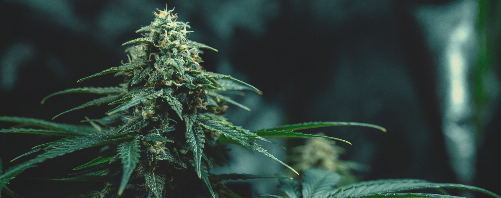 Thai-cannabisgenetik: historie og oprindelse Thai-cannabisgenetik: historie og oprindelse
