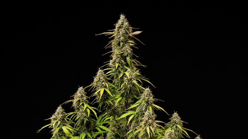 Atlas F1 grow report-cover: modne cannabis-colaer Modne Atlas F1 cannabis-colaer mod en sort baggrund, med harpiksholdige buds, orange pistiller, falmende blade og høstklar blomstringsvækst til grow report-coveret.