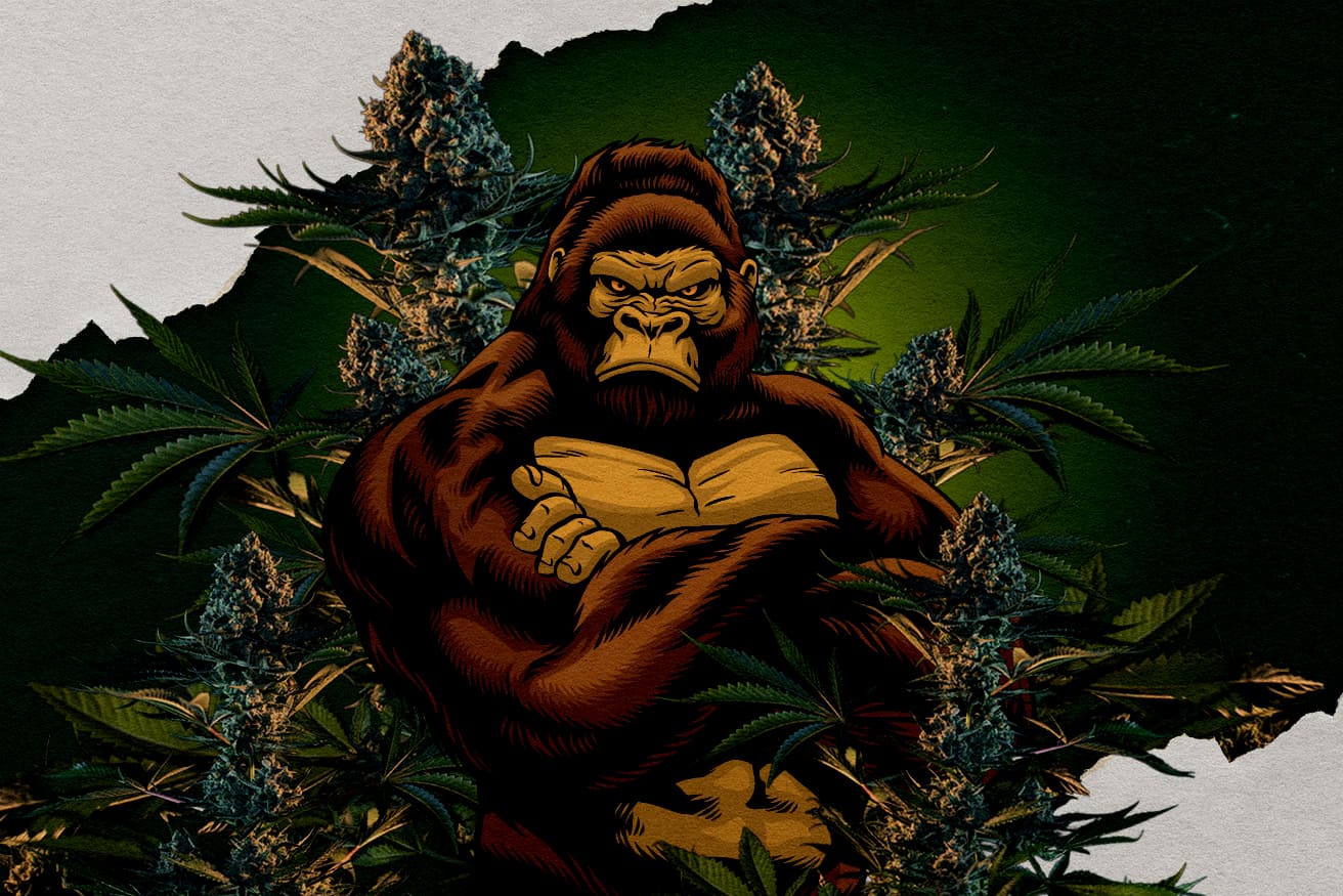 RQS Gorilla Sorter: Hvilken Er Stærkest? Illustration af en gorilla omgivet af cannabisblomster, repræsenterer RQS Gorilla sorter, spørgsmål om hvilken der er stærkest.