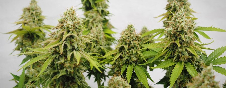 Dyrkningsrapport: Critical (feminiseret) fra Royal Queen Seeds