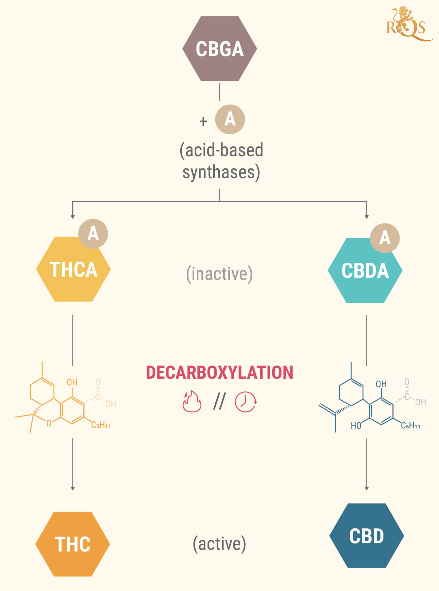 What Are Cannabinoid Acids? What Are Cannabinoid Acids?
