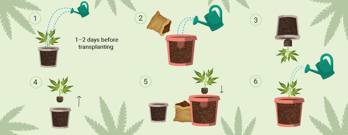 SÅDAN OMPLANTER DU CANNABIS SÅDAN OMPLANTER DU CANNABIS