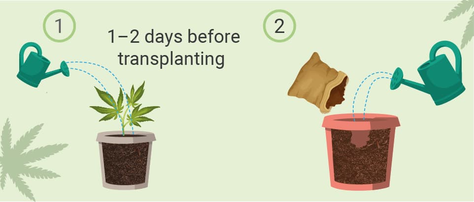 SÅDAN OMPLANTER DU CANNABIS SÅDAN OMPLANTER DU CANNABIS