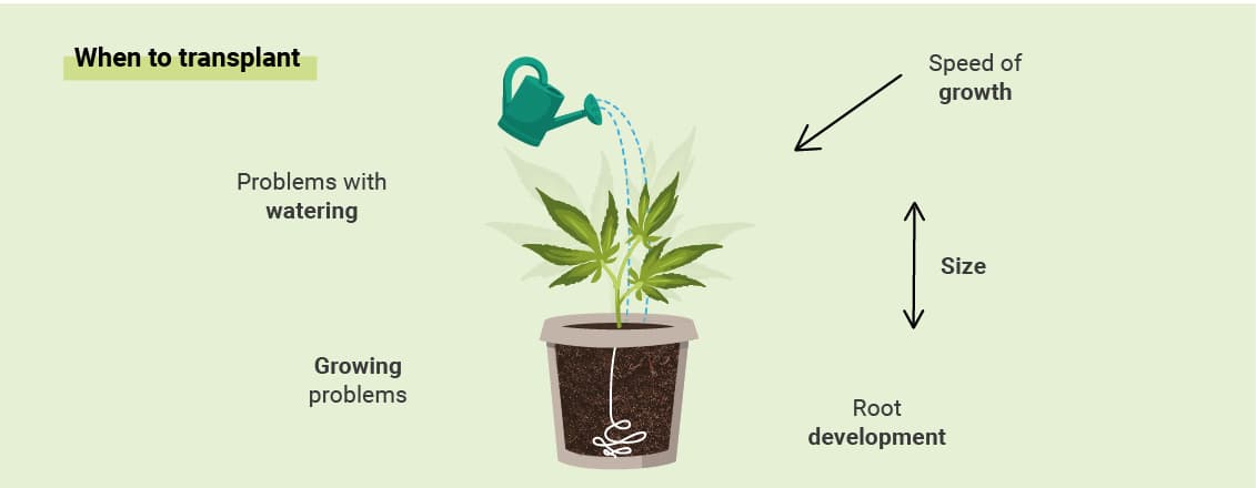 HVORNÅR SKAL DU OMPLANTE DIN CANNABIS? HVORNÅR SKAL DU OMPLANTE DIN CANNABIS?