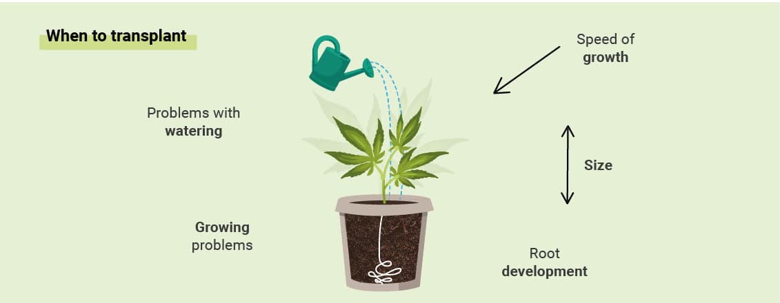 HVORNÅR SKAL DU OMPLANTE DIN CANNABIS?