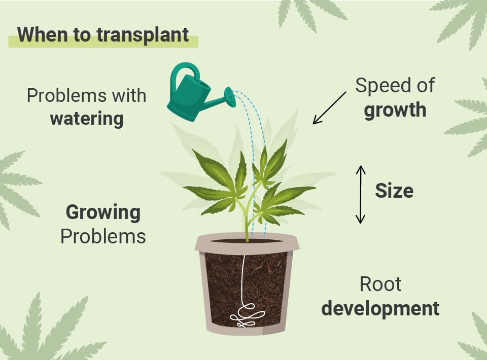 HVORNÅR SKAL DU OMPLANTE DIN CANNABIS?