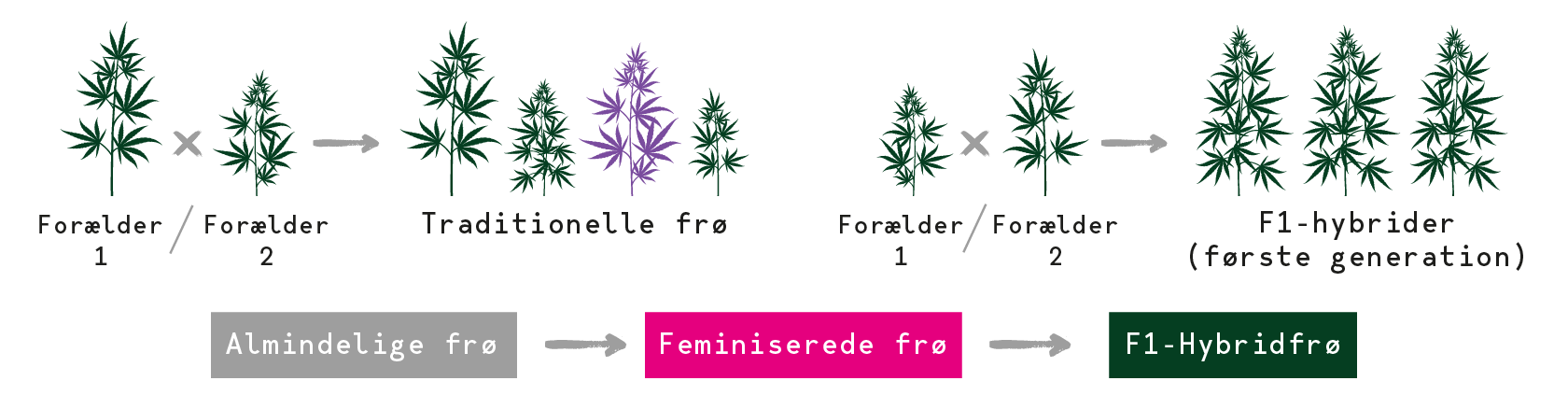 F1 Hybrid Cannabis Seeds F1 Hybrid Cannabis Seeds