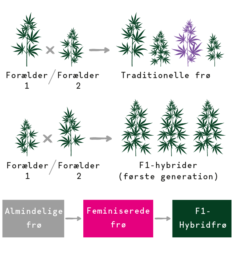 F1 Cannabis-hybridfrø F1 Cannabis-hybridfrø