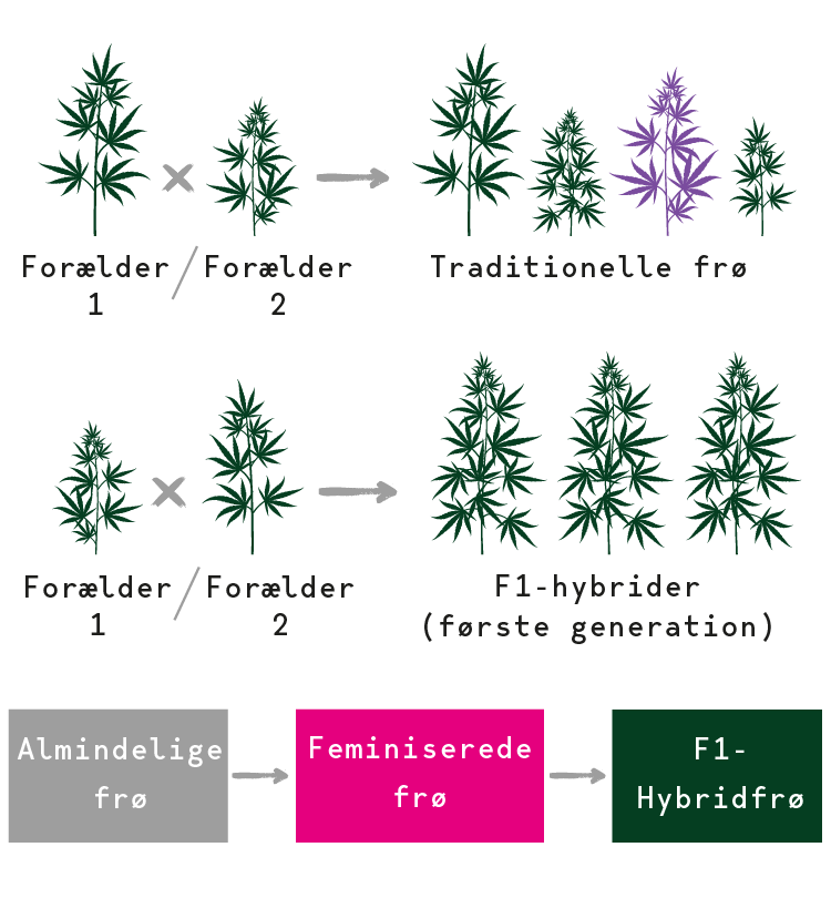 F1 Cannabis-hybridfrø