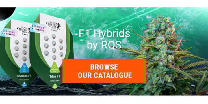 Buy F1 Hybrids