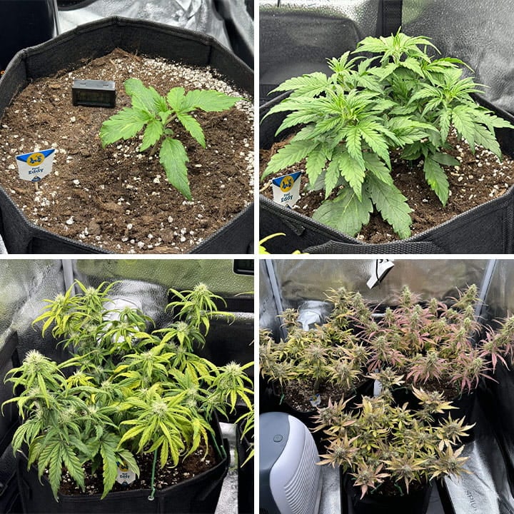 Fast Eddy Auto CBD