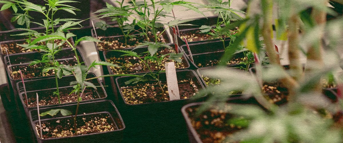 Genotype vs Fænotype: Cannabisplanter i Potter Cannabisplanter i sorte potter med jord, der viser genetiske træk til genotype vs fænotype sammenligning, ideel til cannabisavlsuddannelse.