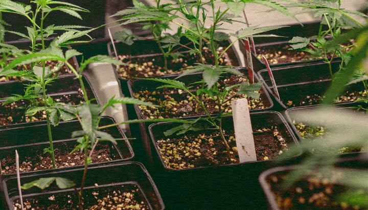Genotype vs Fænotype: Cannabisplanter i Potter Cannabisplanter i sorte potter med jord, der viser genetiske træk til genotype vs fænotype sammenligning, ideel til cannabisavlsuddannelse.