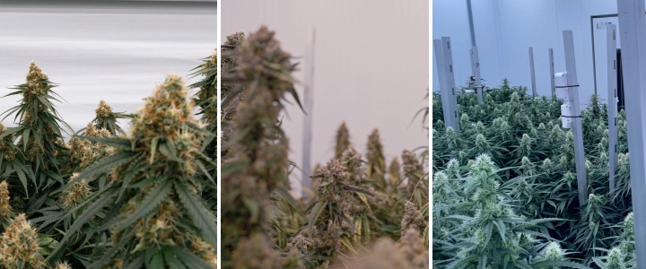 F1-hybridcannabisplanter: kraftig vækst og blomstring F1-hybridcannabisplanter i kontrollerede dyrkningsrum med tætte harpiksrige blomster, kraftig vækst og ensartede blomstrende plantekroner.