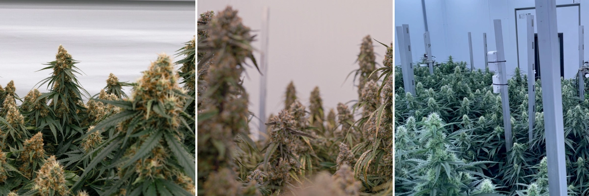 F1-hybridcannabisplanter: kraftig vækst og blomstring F1-hybridcannabisplanter i kontrollerede dyrkningsrum med tætte harpiksrige blomster, kraftig vækst og ensartede blomstrende plantekroner.