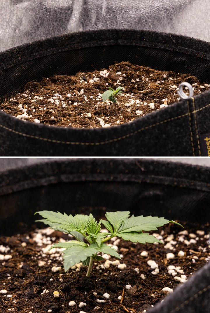 Granddaddy Purple Auto cannabisfrøplante i uge 1, med tidlig vækst i en 11 L stofpotte efter direkte såning, åbne kimblade og de første rigtige blade under udvikling.