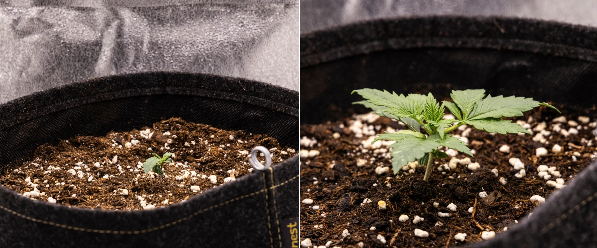 Granddaddy Purple Auto cannabisfrøplante i uge 1, med tidlig vækst i en 11 L stofpotte efter direkte såning, åbne kimblade og de første rigtige blade under udvikling.