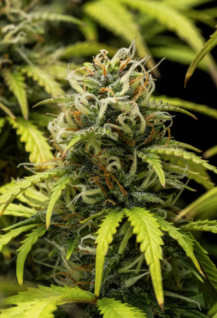 Granddaddy Purple Auto cannabisplante i uge 10, med modne trikomdækkede buds, frugtige blomstrende colas, orange pistiller og gulnende efterårsblade, mens høsten nærmer sig.