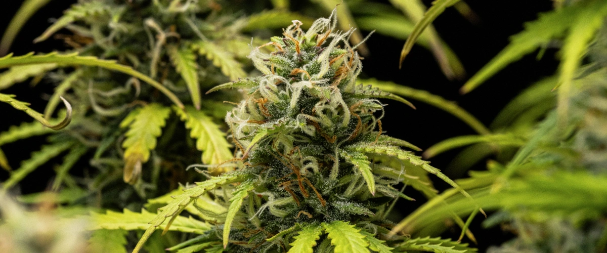 Granddaddy Purple Auto cannabisplante i uge 10, med modne trikomdækkede buds, frugtige blomstrende colas, orange pistiller og gulnende efterårsblade, mens høsten nærmer sig.