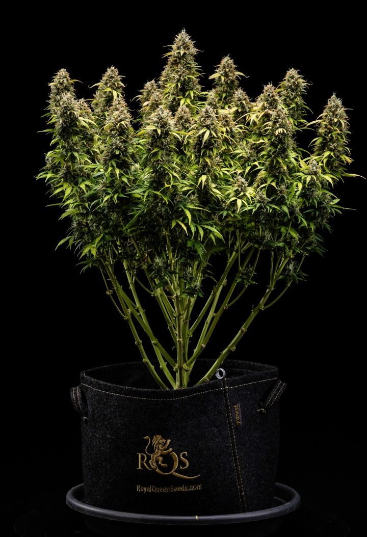Granddaddy Purple Auto cannabisplante i uge 11, med stenhårde trikomdækkede buds, frugtige modne colas, dybt efterårsgule blade og blomster klar til høst.