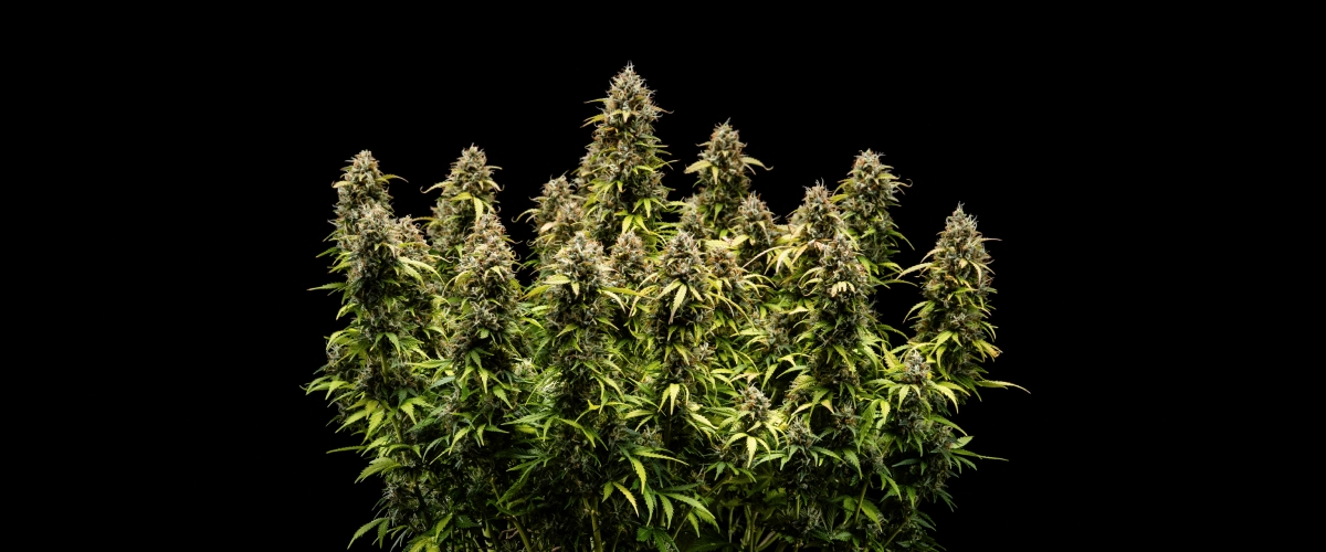 Granddaddy Purple Auto cannabisplante i uge 11, med stenhårde trikomdækkede buds, frugtige modne colas, dybt efterårsgule blade og blomster klar til høst.