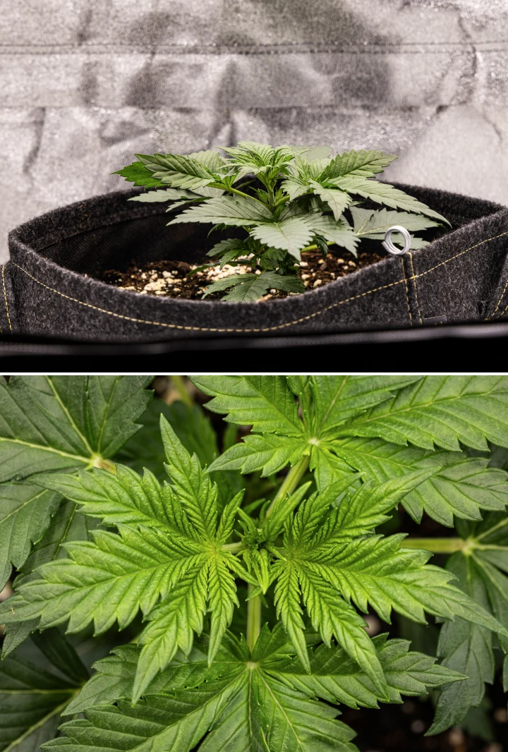 Granddaddy Purple Auto cannabisplante i uge 2, med stærkere tidlig vegetativ vækst, frisk forgrening, sunde grønne blade og bedring efter sin ujævne start som frøplante.