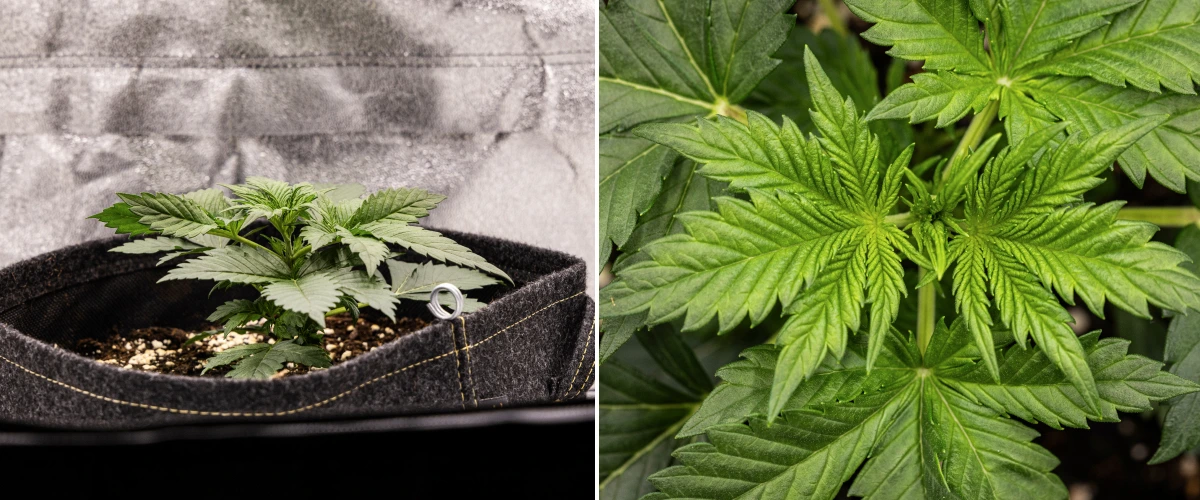 Granddaddy Purple Auto cannabisplante i uge 2, med stærkere tidlig vegetativ vækst, frisk forgrening, sunde grønne blade og bedring efter sin ujævne start som frøplante.