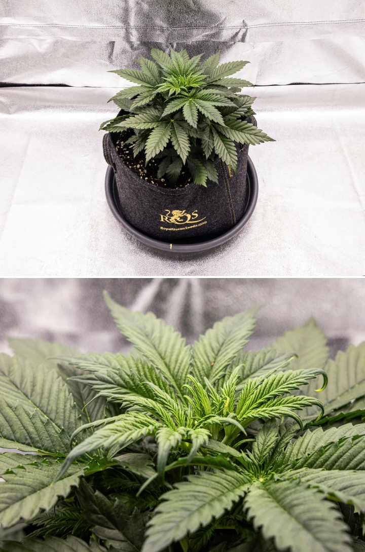 Granddaddy Purple Auto cannabisplante i uge 3, med stabil vegetativ vækst, en fuld krone af sunde vifteblade og en jævn kompakt struktur, før blomstringen begynder.