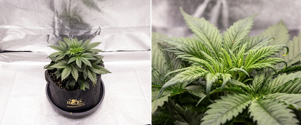 Granddaddy Purple Auto cannabisplante i uge 3, med stabil vegetativ vækst, en fuld krone af sunde vifteblade og en jævn kompakt struktur, før blomstringen begynder.